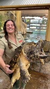 Running through the Reptile Zoo with one of my favorite prehistoric looking creatures 🐢🔥 This snapping turtle may look slow but it has one of the fastest strike speeds in the reptile world and a bite force strong enough to crush shells and bone. I love teaching everyone how these incredible turtles use their powerful jaws and camouflaged tongues to survive in the wild. Later on I had to carefully transfer our black dragon monitor into its brand new enclosure 🖤🐉 These rare melanistic Asian wa