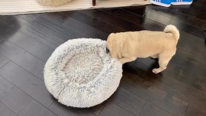 Need help rearranging furniture? MAPR foster, Loki, is starting a moving business. His specialty is soft, cozy bed relocation. Call 1-800-wrinkle | Mid Atlantic Pug Rescue