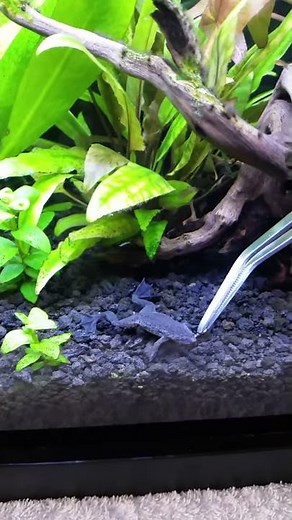 Hand feeding African Dwarf Frog