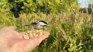 A couple of Black-capped Chickadees visit the Hand of Snacks. The first goes for two sunflower seeds, the second selects a peanut from the options. | Jocelyn Anderson Photography
