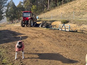 Breakfast for Lumi is a noisy affair 🥰😅😂 everybody is excited in the mornings. | Brightside Farm Sanctuary