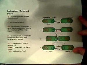 Gene Transfer Conjugation F Factor plasmid