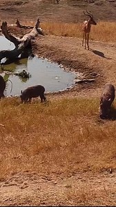 23 - Warthogs- Three adults and one young one | Kara TV