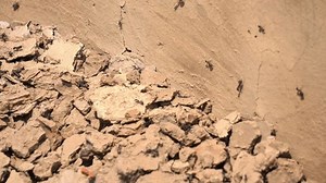 Black Ant Colony Moving On Dry Stock Footage Video (100% Royalty-free) 4003934213 | Shutterstock