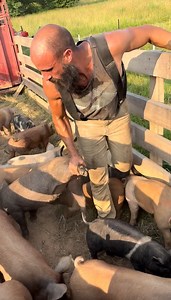 517K views · 5.1K reactions | Loaded up 40 piglets for a delivery to Polyface Farm today. Most walked right onto the trailer like pros, but we had to sort and hand-load the last couple (as usual ). The trip went smoothly and we made it back safe and sound. Feeling grateful and blessed for another successful day doing what we love.  #FarmLife #PolyfaceFarm #PasturedPork #TripleOaksFarm #LocalFood #RegenerativeFarming #Grateful | Triple Oaks Farm PMA | Facebook