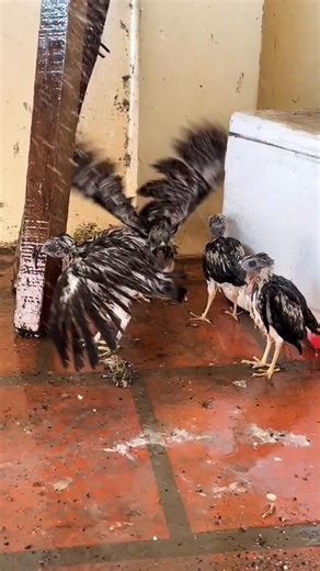 Shikra 2023 | AmericanEagle