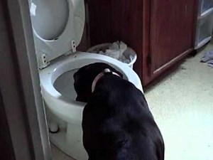 Dog drinking piss water.