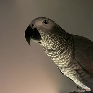 7.4K views · 848 reactions | House all mad  | Kelo the African Grey | Facebook