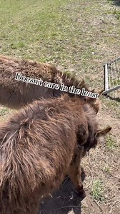 Rusty and Clyde | Fallen Willow Acres