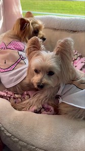 15K views · 2K reactions | EJ wants to fix his bed , but Miss Sarah is in his way. Miss Sarah even thought for a second that just maybe she could even clean EJ’s face, but he said no ways!!! | Twinki Gurl | Facebook