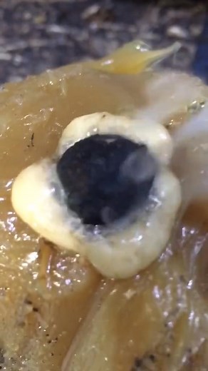 Red hot ball bearing in grease (7565356968429292831) #hot#grease#ball#bearing#satisfying#fy... | Haaha30s