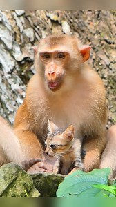 13 reactions | Orphan monkey Lisa kidnap small baby Kitty #monkeys #kitty #cutebabymonkey #monkeys | BB Monkey Lucie | Facebook