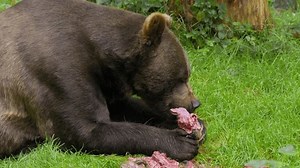Urso pardo (Ursus arctos) alimentando-se de: vídeo stock (100% livre de direitos) 3652611717 | Shutterstock