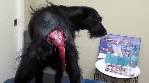 Puppy with Tail Degloving Injury