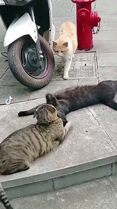 Wife, lover, Husband. Right? 🤣 | Brave Life