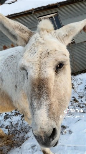 First George video from his weekend sleepover! | Gentle Spirit Horses Rescue
