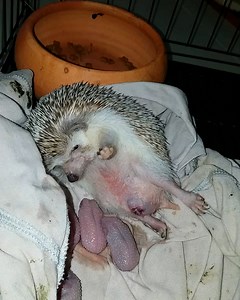 She's so proud of her new babies 🦔💕 | Furry Tails