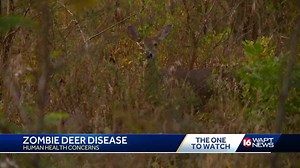 CDC concerned about zombie deer disease