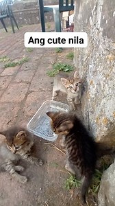 23K views · 92 reactions | Ang cute nila mga lodz ang liliit nila #senderonstar #fbreelsfypシ゚viralvideo #hilightseveryonefollowers #reelsonstar #fbreelsfyp #fbreelsvideo #funnyreelsvideo #reelsviral #fypviral #cat #catlover | Zytzeb amico | Facebook