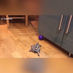 211K views · 4.5K reactions | Just a tortoise playing fetch ❤ | Tyla | Facebook