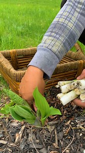 Garden hostas are edible and they're pretty good! | Plantedinthegarden