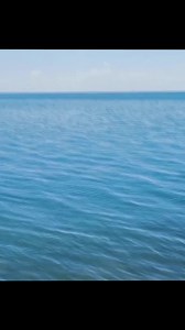 China's endangered carp species, the naked carp, known in China as 'huangyu', endemic to northwest China's salty Qinghai Lake, are migrating up river for annual reproduction. | CCTV