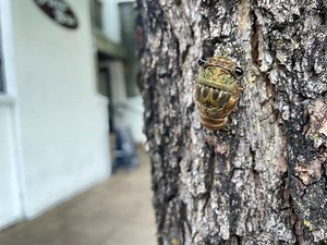 The Noisy Periodical Cicadas Are Emerging: Where To See And Hear Them In MA