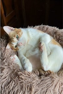 Ginger Cat Treat Reaction — Funny Cat Thought in Hindi