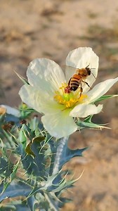 5.3K views · 515 reactions | Prickly Poppy is a unique and attractive flower, which is an excellent source of pollen and nectar for bees. Its flowers have rich pollen and sweet nectar, which attracts bees and fulfills their energy needs. Cultivation of Prickly Poppy is an ideal option for bees, which promotes their health and productivity. . . #beekeeperslife #beekeeper #beesofinstagram #bees #bee #beehive #apiculture #apiary #nature # | Shehzaad Ali | Facebook