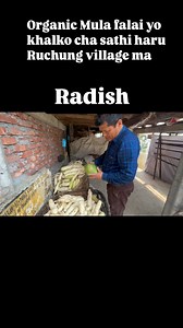 1K views · 18 reactions | Organic Radish Mula chai Khatra falacha Ruchung ma | Christina Chettri | Facebook