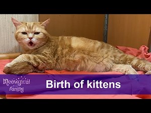 🔔 Cat Giving Birth to kittens - Full Process