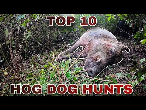 TOP 10 Hog Hunts *Extreme*