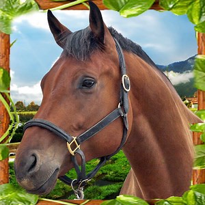 Horse Simulator Unlimited 3D