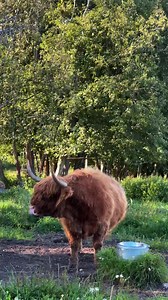Cow sneeze #cows | Highland Cattle of Saarela