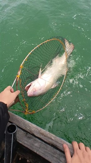 Landed Monster Indian Threadfin 25lb with Chameleon 100lb Trace Maxima Fishing Line #maximafishinglinemoment | Trisstan Simple & DIY Fishing