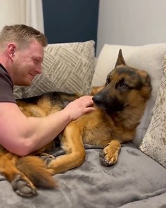 Those yawning noises 😂 . . . . . . . #gsd #gsdofinstagram #gsdpuppy #gsdlife #gsdlove #gsdnation #gsduk #gsddaily #gsdlover #gsdpage #gsdcute #gsdpuppies #gsdloverstagram #germanshepherd | Germanshepherd owners addiction