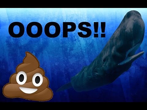 Sperm whale POOP!