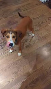 1.3K views · 109 reactions | Scout makes chomping sound adorable! (Believe it or not, this cute boy has no apps so far!) | DIBS Rescue | Facebook