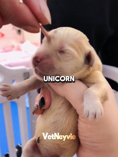 Extra Tail on Puppies: Causes, Health Effects, and What to Expect