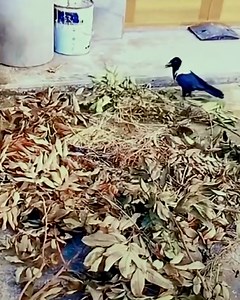 Crow reacts quick to stop the leaves from burning! | Lilyon DIY