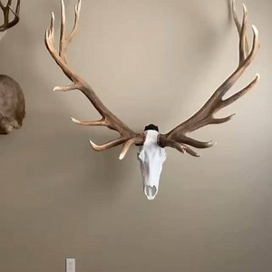 38 reactions · 3 comments | We often get asked how big of a bull can you hang on our Big Hooker. It’s Big enough for over 450 inches of bone. Thanks @az_jake and @g3outfitters for sharing | Skull Hooker | Facebook