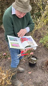 1.1K views · 23 reactions | #add HYDRANGEA POLAR BEAR ,MICHAELMAS...