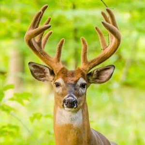 Dead Buck Walking 🦌 Get Them Patterned This Season! Reveal by Tactacam | Bubba Buck Adventures