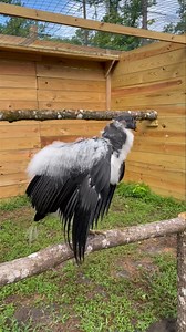 2.2K views · 45 reactions | Aztec, our king vulture chick, is quickly losing his down feathers and learning how to use his impressive six foot wingspan!  | North Florida Wildlife Center | Facebook