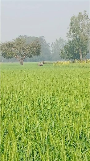 nil gay ka atank 😃 #nature #hindisong #funny #nilgay #kisan #farminglife
