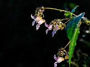 What is Himalayan balsam? 'Do not touch' warning issued over rapidly spreading plant