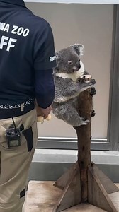 La manière pour peser un bébé koala en utilisant une peluche pour réduire l'anxiété de séparation avec sa maman 🐨