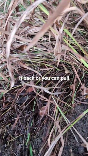 How to Divide & Grow Crocosmia 🌺 Easy Garden Guide for Bigger Blooms #inspiration #garden #viral #1k