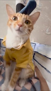 **SpongeBob SquarePants** | Clawsable