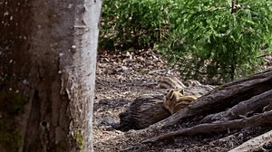 「野生の小豚と大人のイノシシ」の動画素材（ロイヤリティフリー）3420875943 | Shutterstock